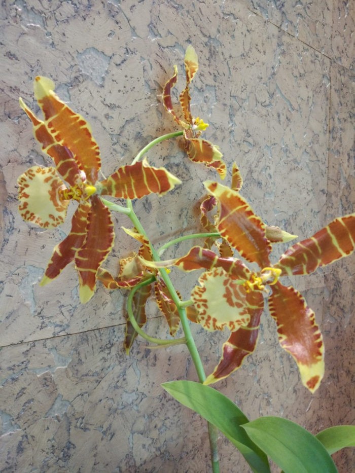 коричневая орхидея