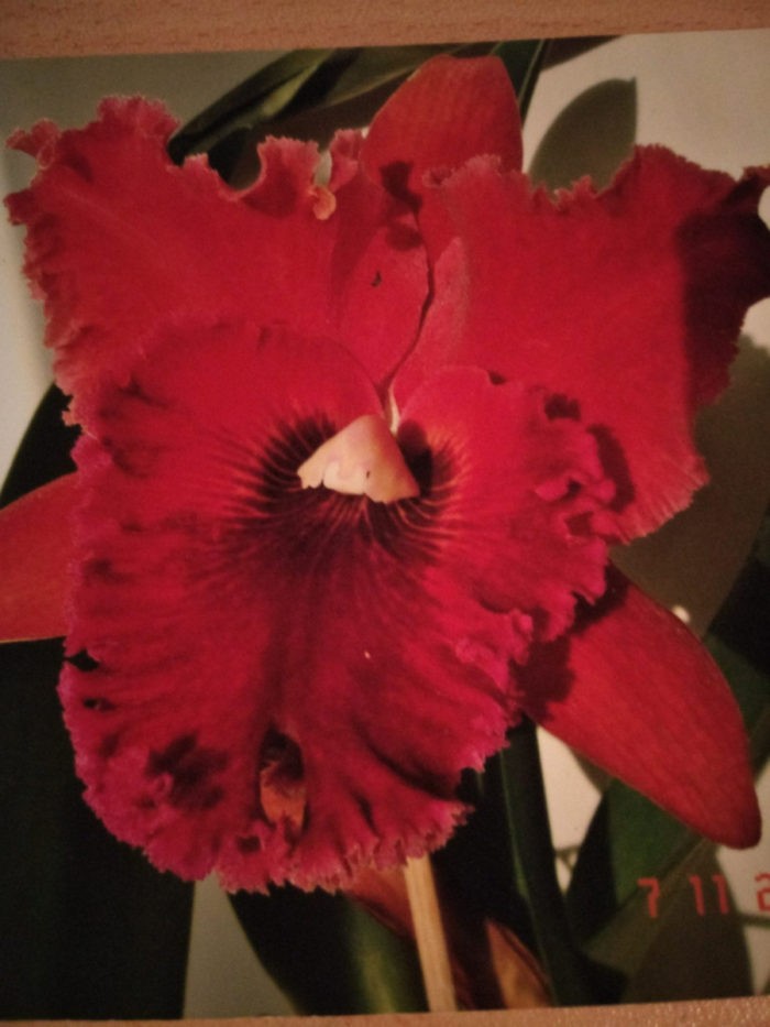 красная орхидея крутой нрав