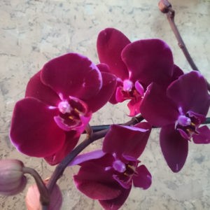бордовая орхидея