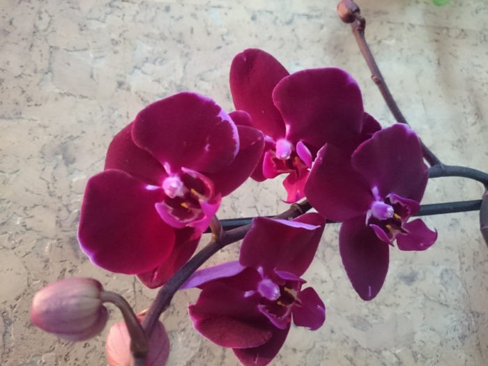 бордовая орхидея