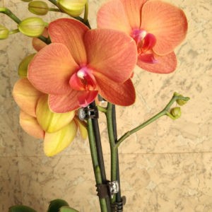 оранжевая орхидея