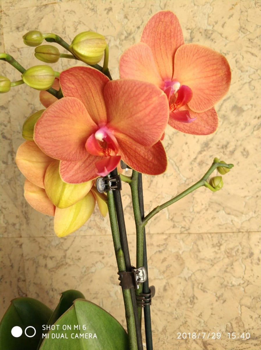 орхидея оранжевая
