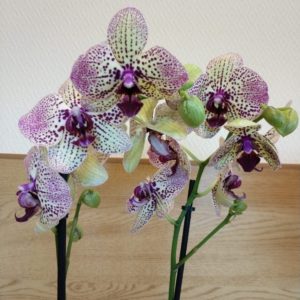 орхидея конфетка