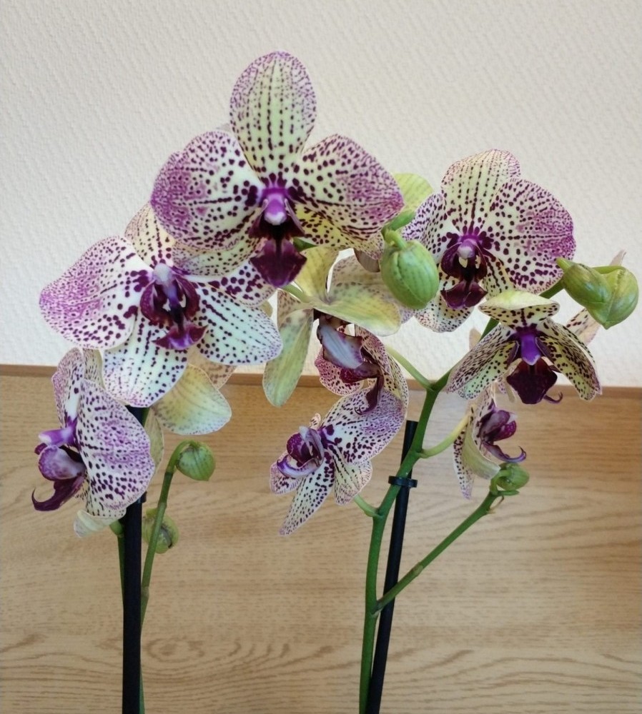 орхидея конфетка