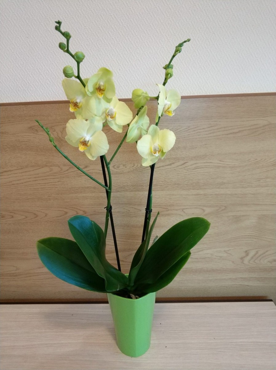 Орхидея Каттлея Купить В Интернет Магазине