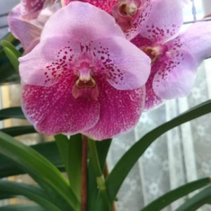 орхидея ванда