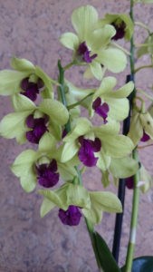 Цветы на Новый год  - орхидеи в горшке в подарок родным и близким