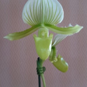 зелёная орхидея зеленый мауди