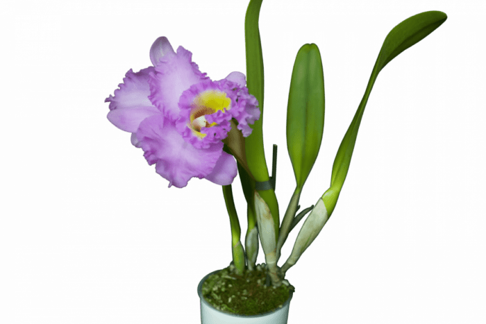 сиреневая орхидея
