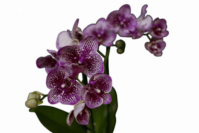 орхидея медный всадник