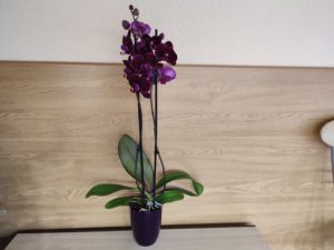 Какую орхидею подарить на день рождения?