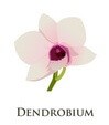 дендробиум