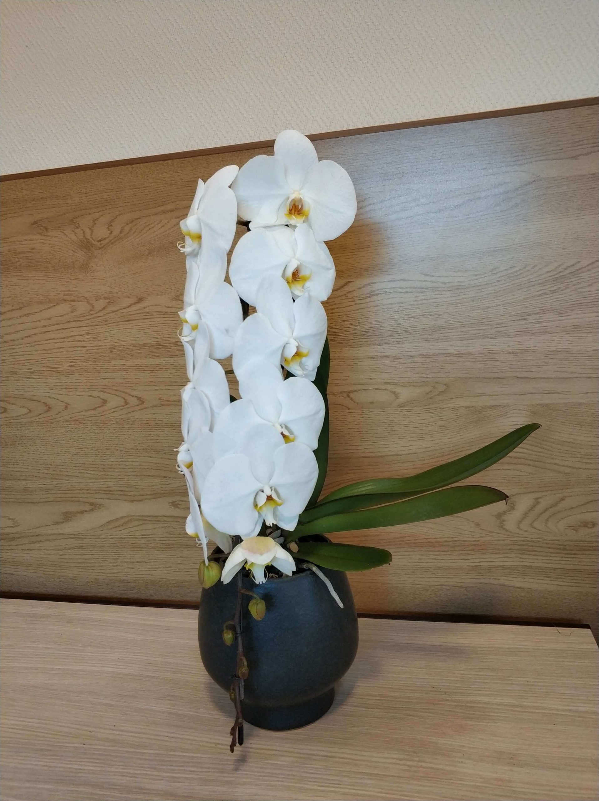 фаленопсис белая орхидея