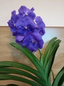 Выращивание орхидеи ванда в домашних условиях