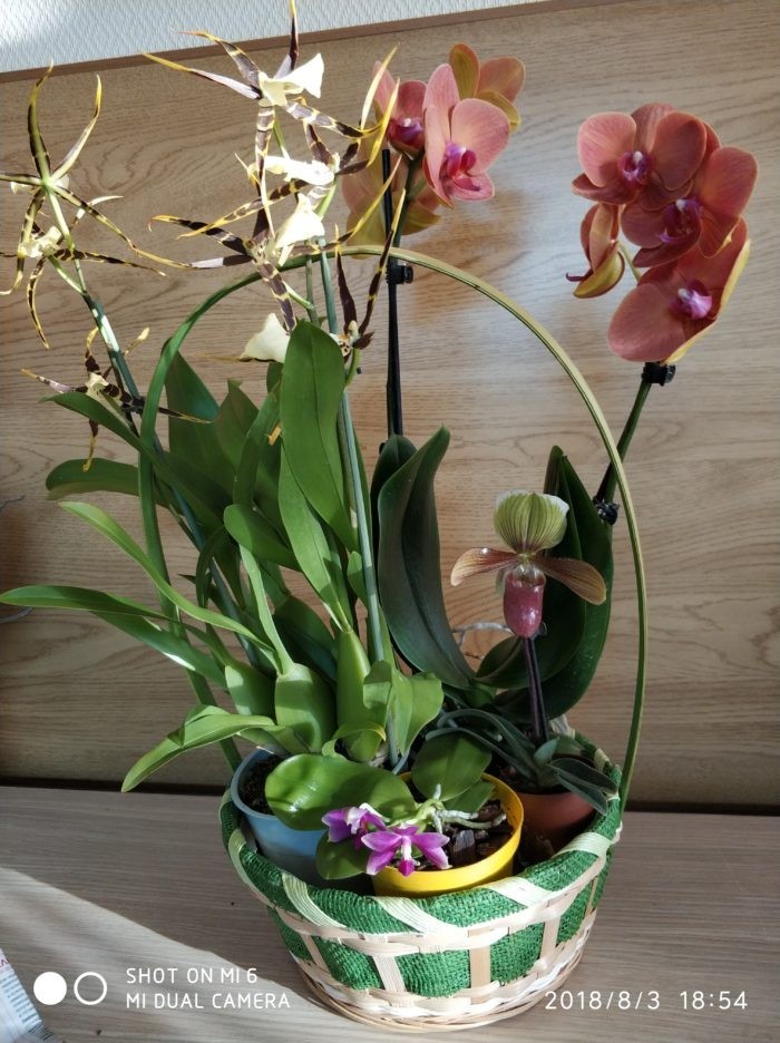 Композиция из орхидей "Фигаро"
