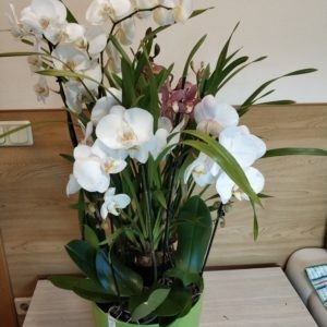 Композиция из орхидей "Рубенс"