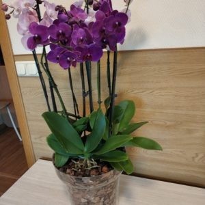 Композиция из орхидей "Наина"