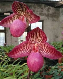 Цветы на Новый год  - орхидеи в горшке в подарок родным и близким