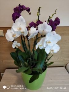 Как выбрать орхидеи в горшках или цветок орхидеи и сеянцы