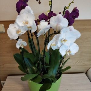 Композиция из орхидей "Шуберт"