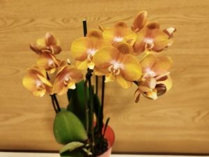 Как ухаживать за орхидеей в горшке и в букете (подробная инструкция, примеры и советы)
