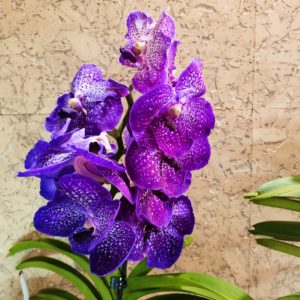 Экзотические орхидеи купить цветы москвы семеновская