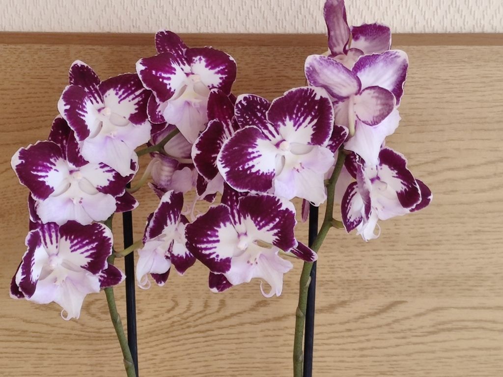 Цветение орхидеи фаленопсис