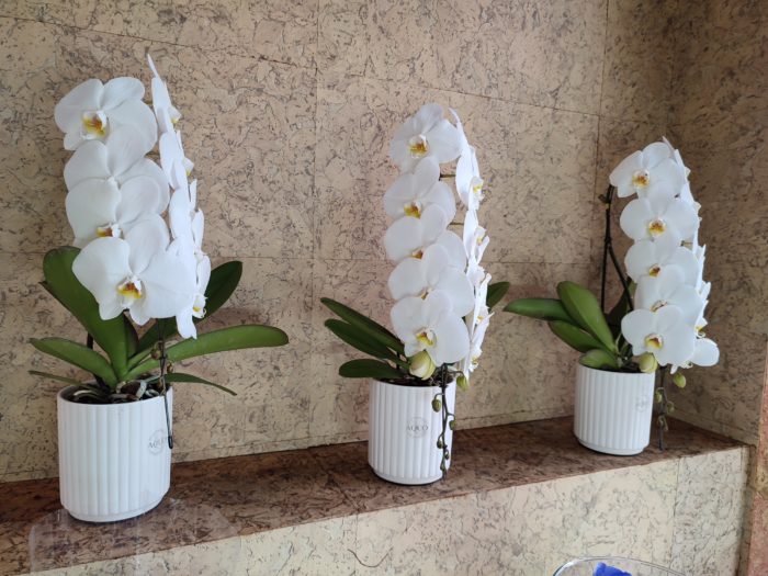 Как ухаживать за орхидеей фаленопсис в домашних условиях