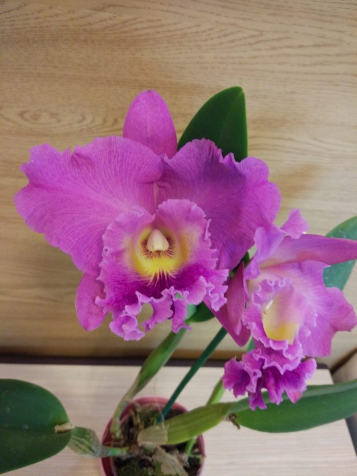 Как ухаживать за орхидеей Каттлея?