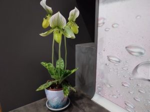 paphiopedilum