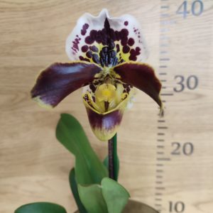 Paphiopedilum