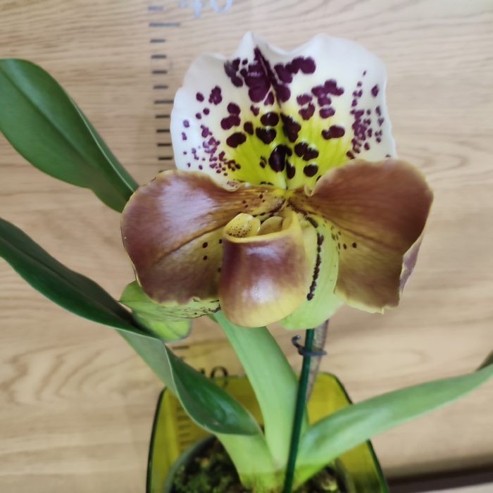 Paphiopedilum