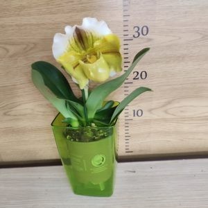 Paphiopedilum