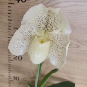 paphiopedilum