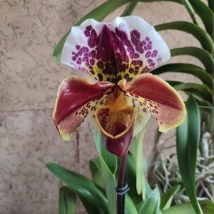 paphiopedilum